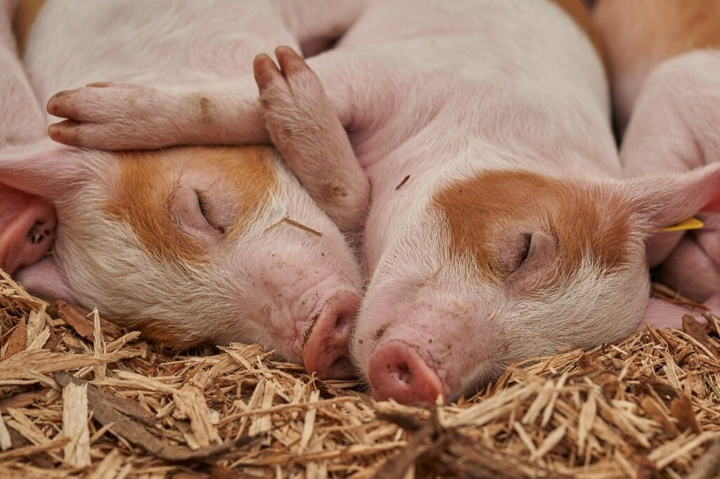 piglet, sleep, pig